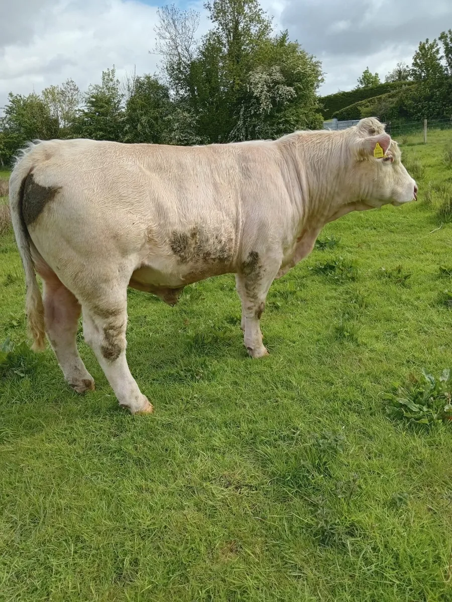 Charlois bull - Image 2
