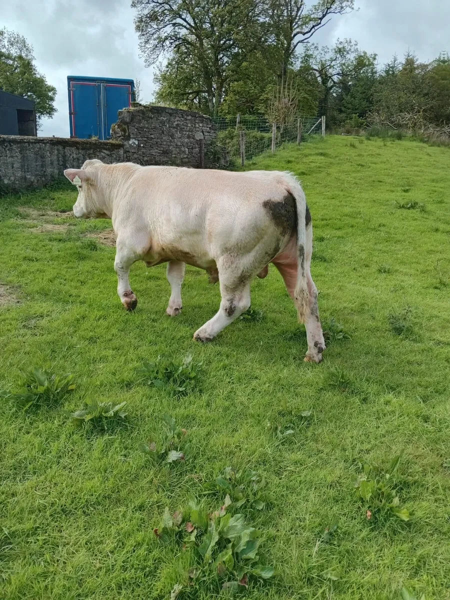 Charlois bull - Image 3