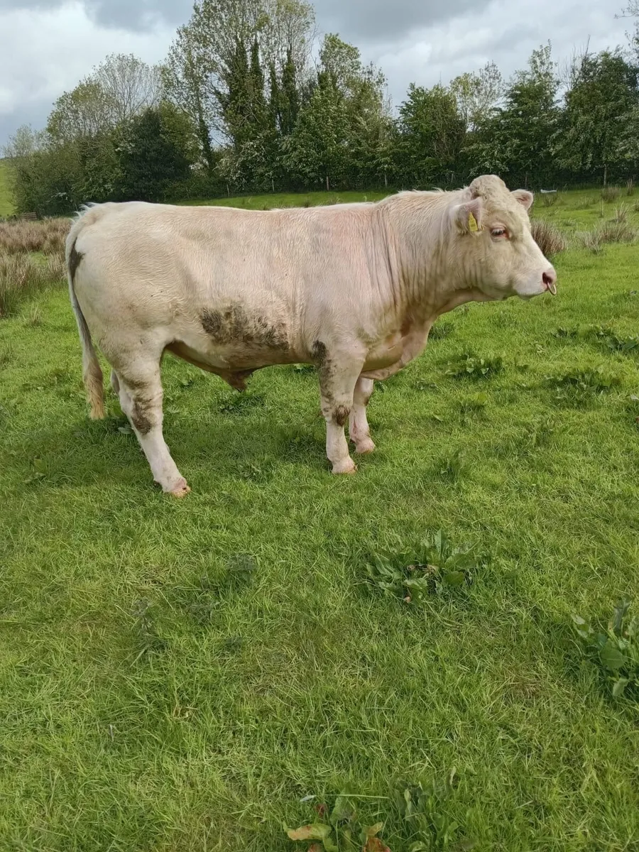 Charlois bull - Image 4