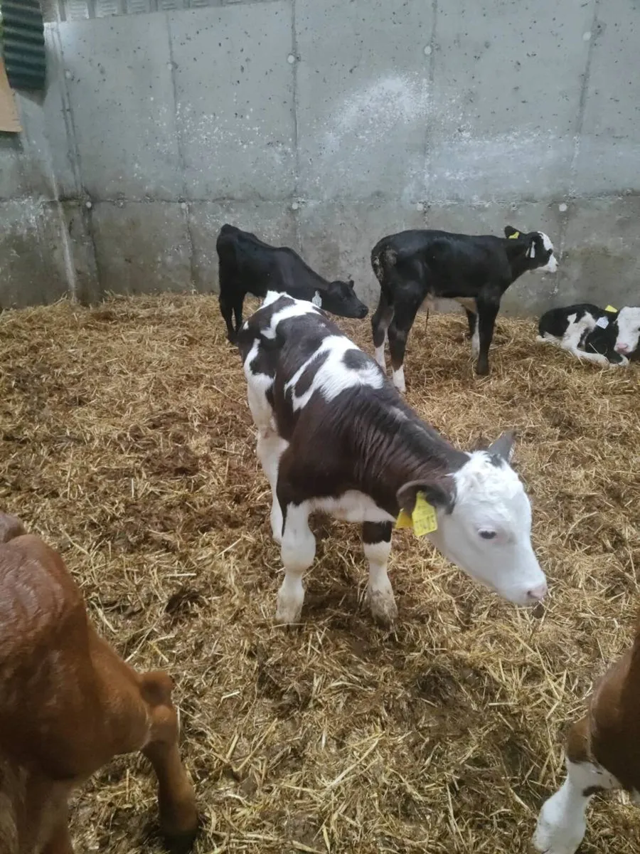 Calves - Image 2