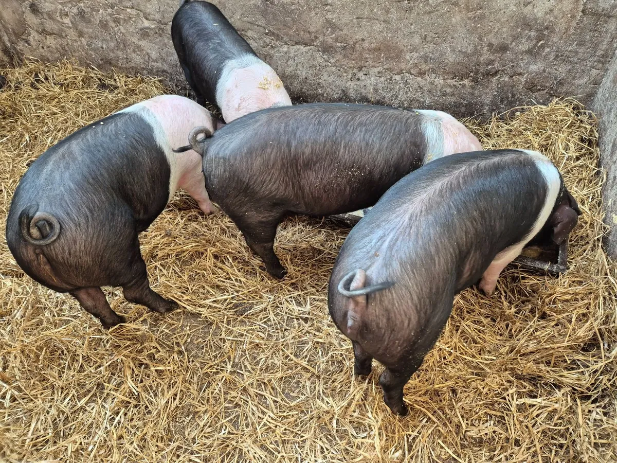 5 month old pigs - Image 1