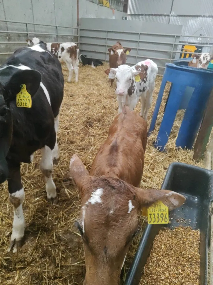 Calves - Image 3