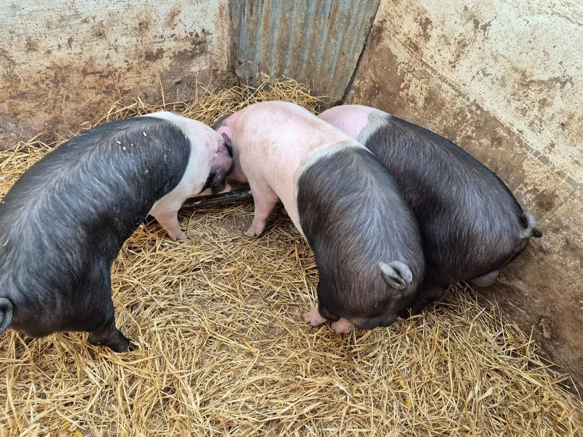 5 month old pigs - Image 2