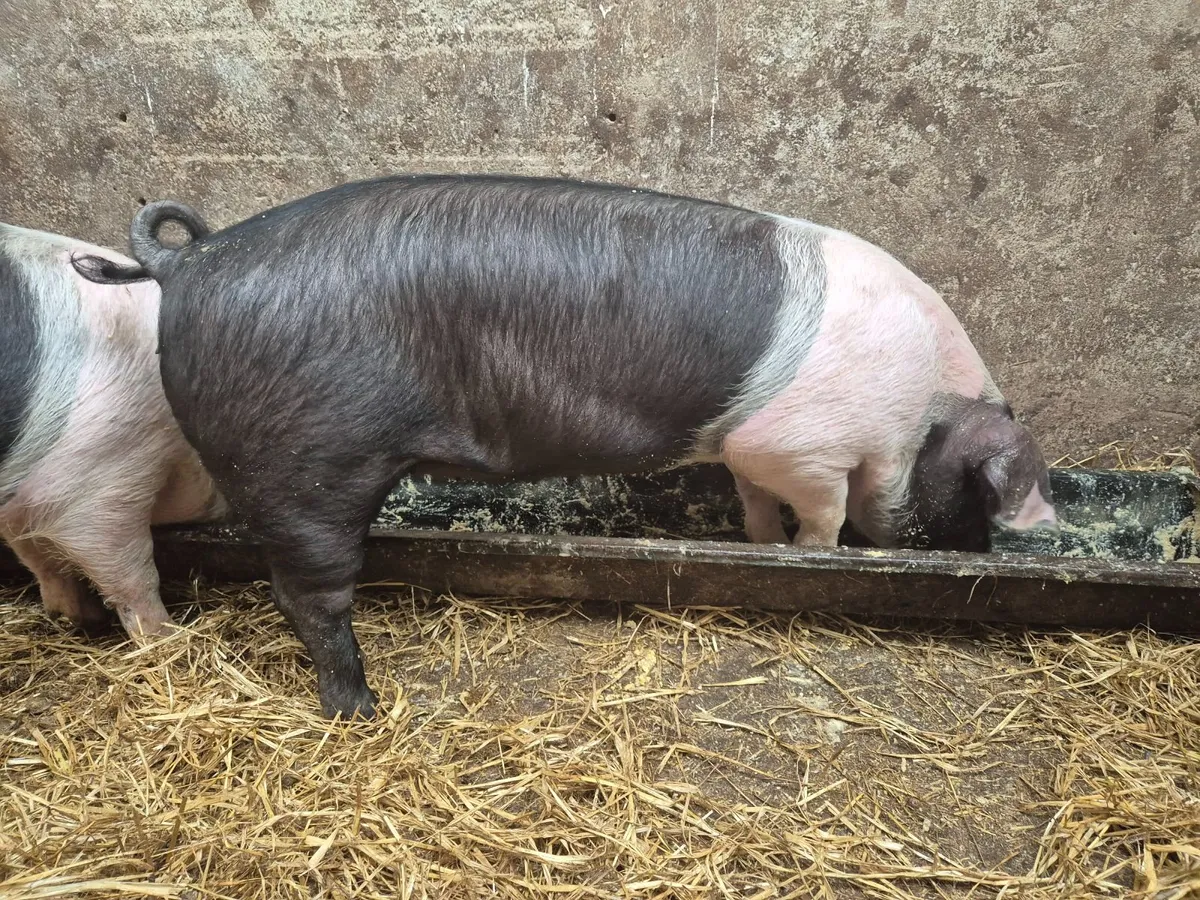 5 month old pigs - Image 3