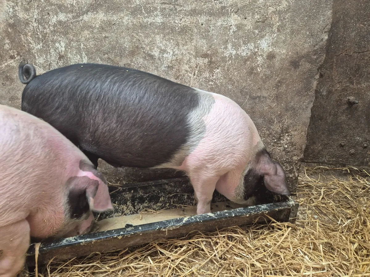 5 month old pigs - Image 4