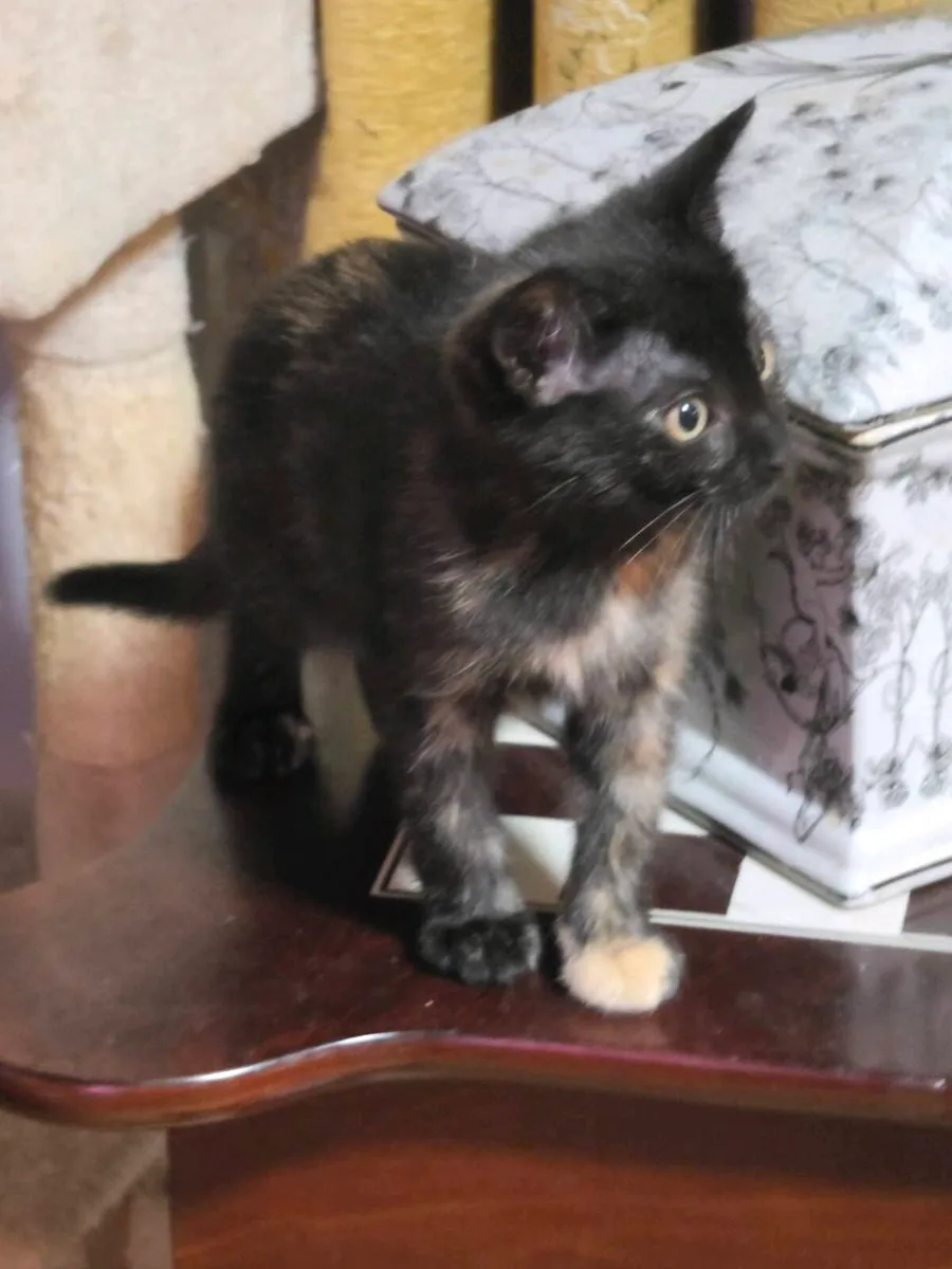 kittens - Image 1
