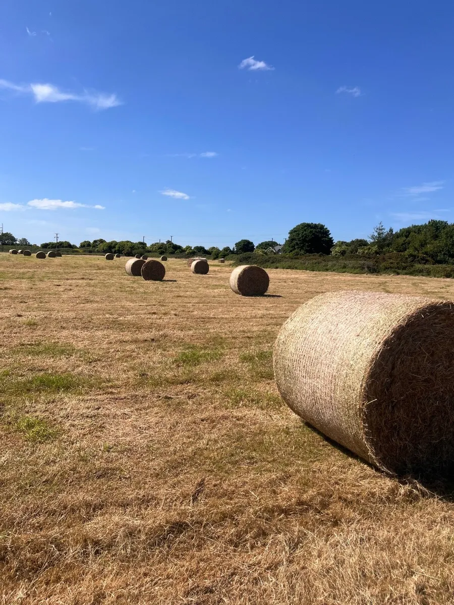 Hay for Sale - Image 1