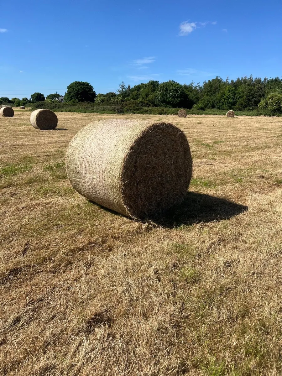 Hay for Sale - Image 3