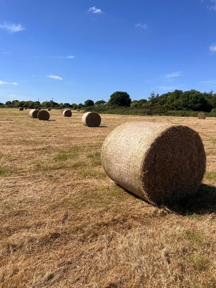 Hay for Sale - Image 2