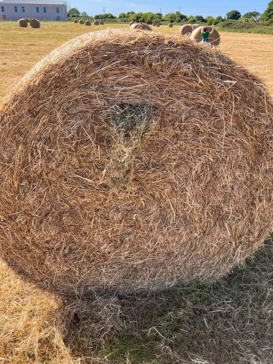 Hay for Sale - Image 4
