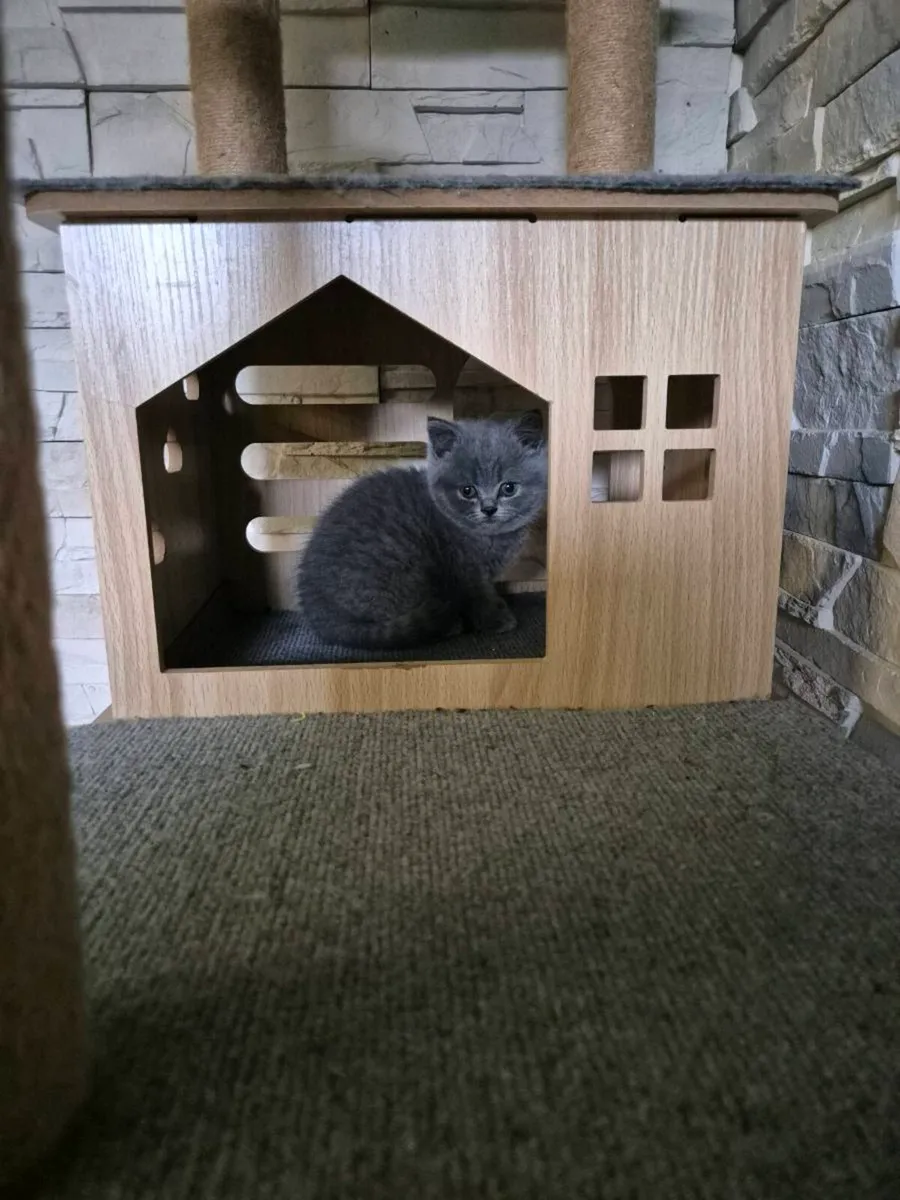 British Shorthair kittens - Image 1