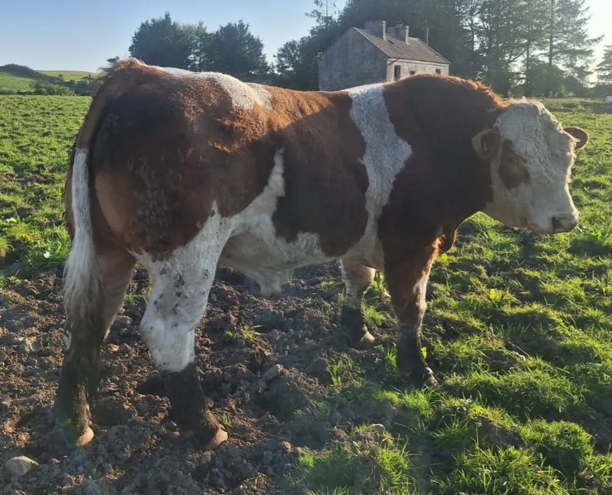 PEDIGREE REDISTERED SIMMENTAL BULL - Image 3