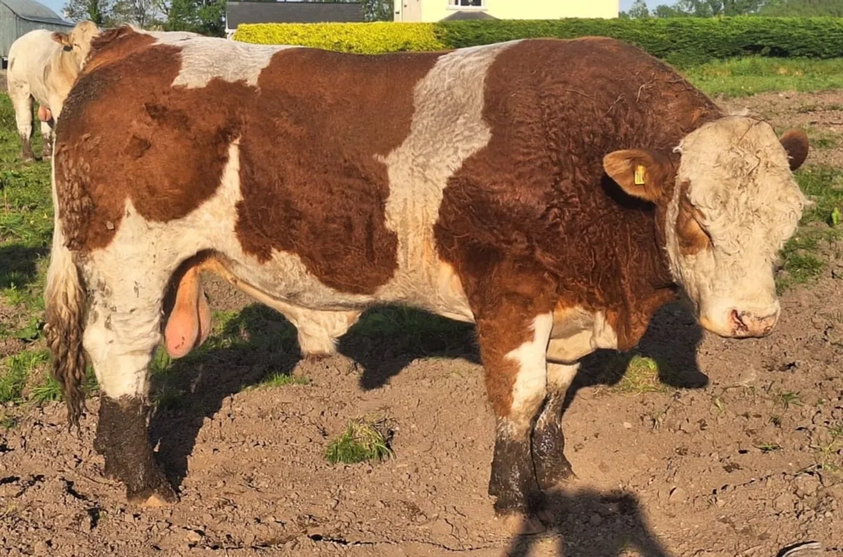 PEDIGREE REDISTERED SIMMENTAL BULL - Image 4