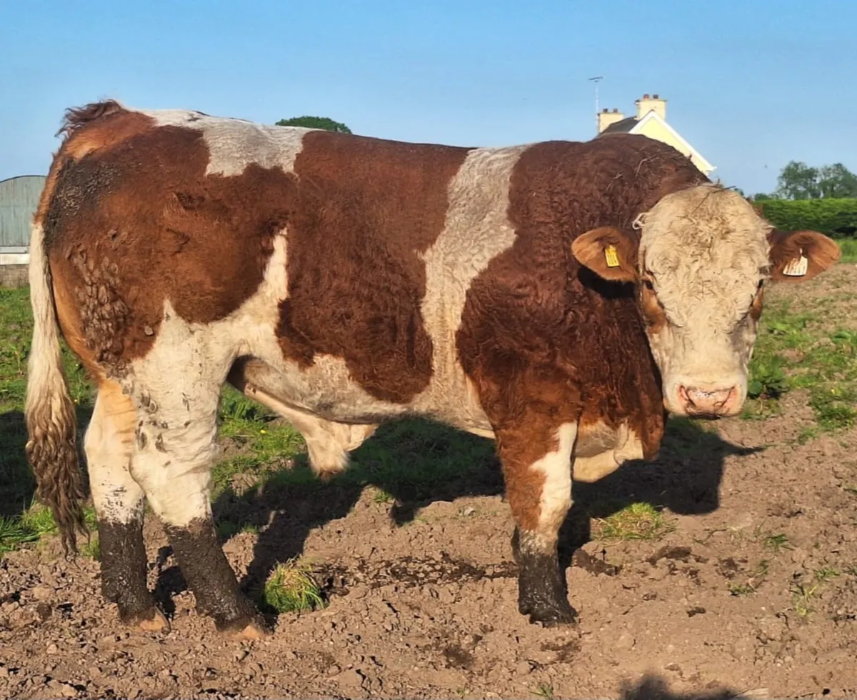 PEDIGREE REDISTERED SIMMENTAL BULL - Image 1