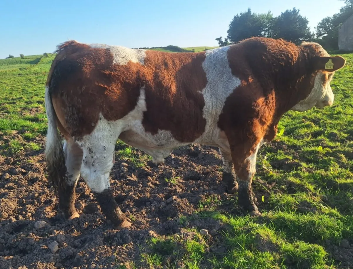 PEDIGREE REDISTERED SIMMENTAL BULL - Image 2