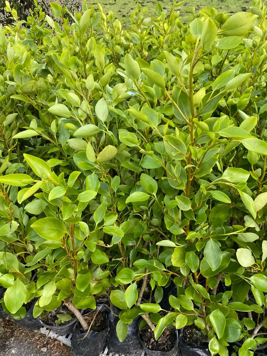 Griselinia in Pots €4 each