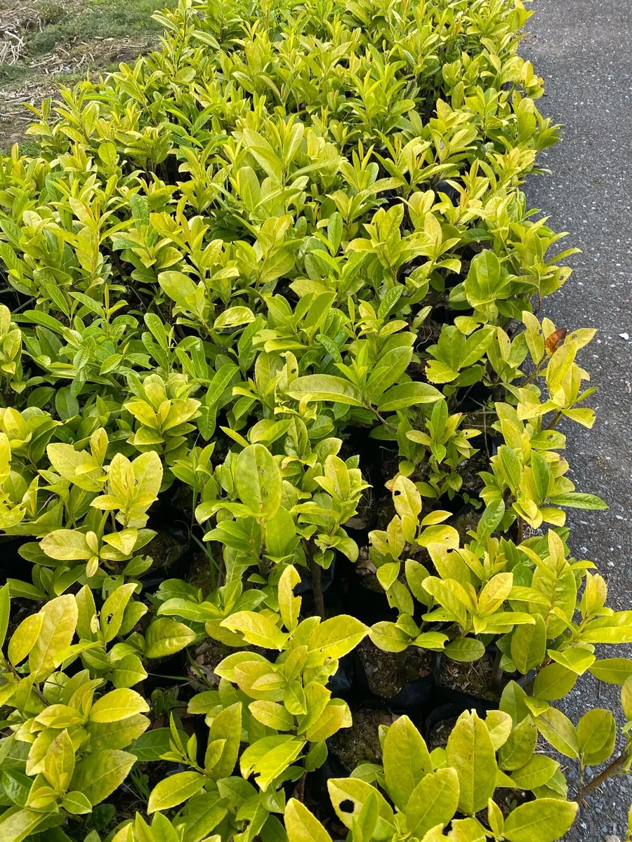 Laurel Hedging Plants in Pots €3