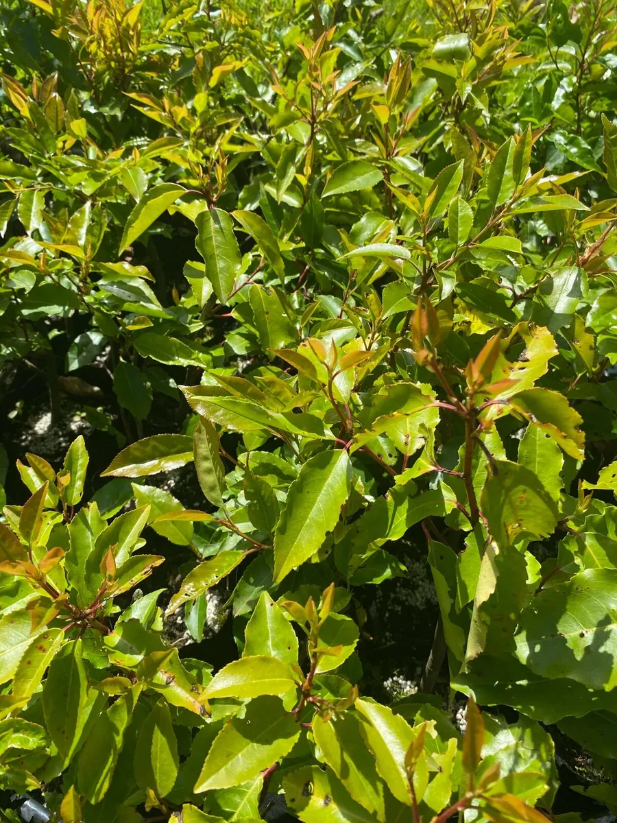 Portuguese Laurel in Pots €3 each - Image 2