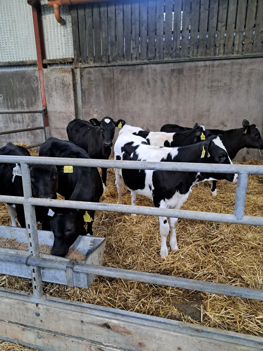 High EBI AI Bred Friesian Heifer Calves - Image 1