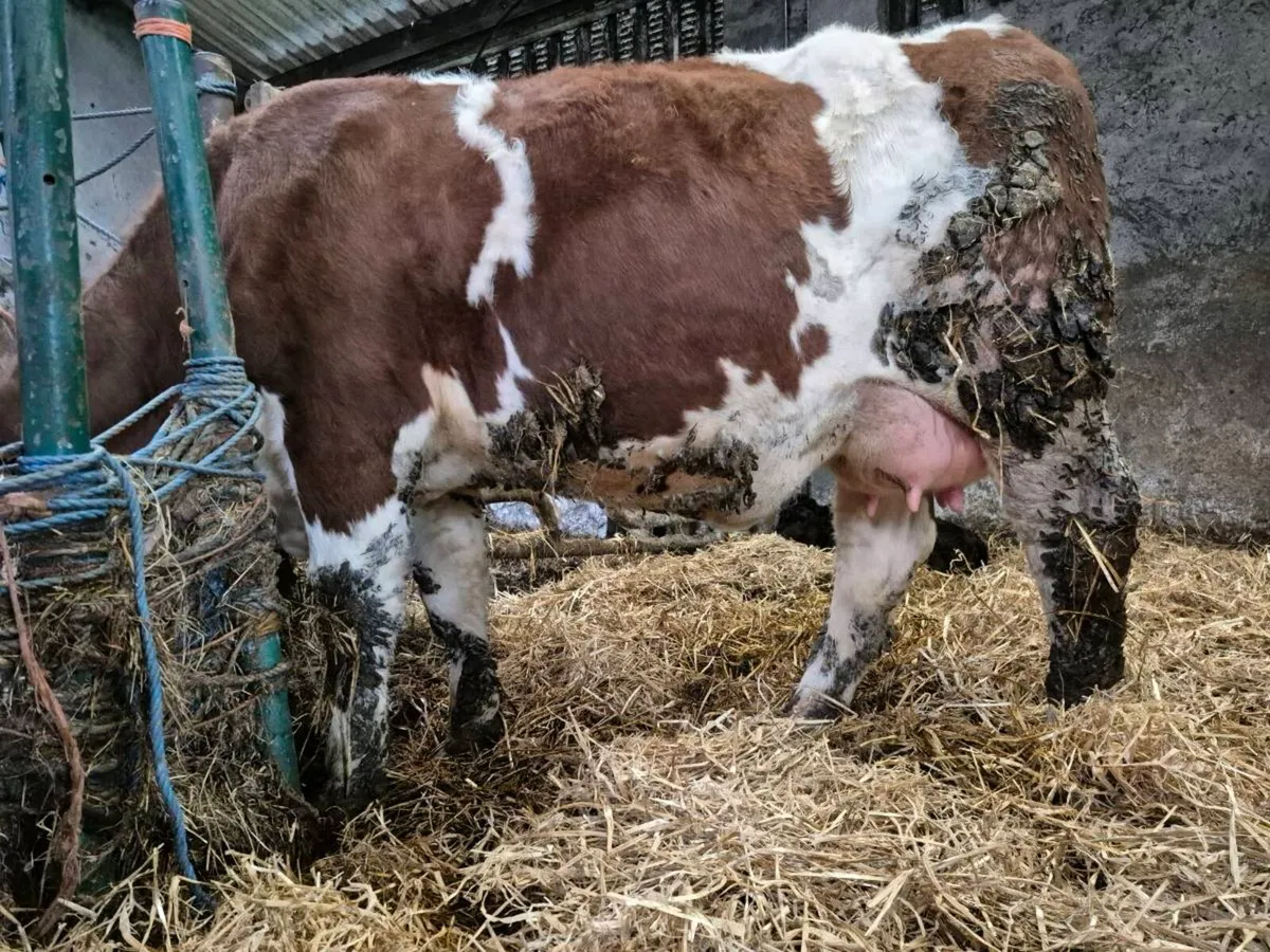 PED SIM HF+AA BULL2=5 * CHAROLAIS HFS=2218+EXTENSI - Image 1
