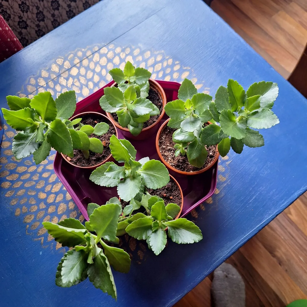 Small Houseplants – Sansevieria & Kalanchoe - Image 2