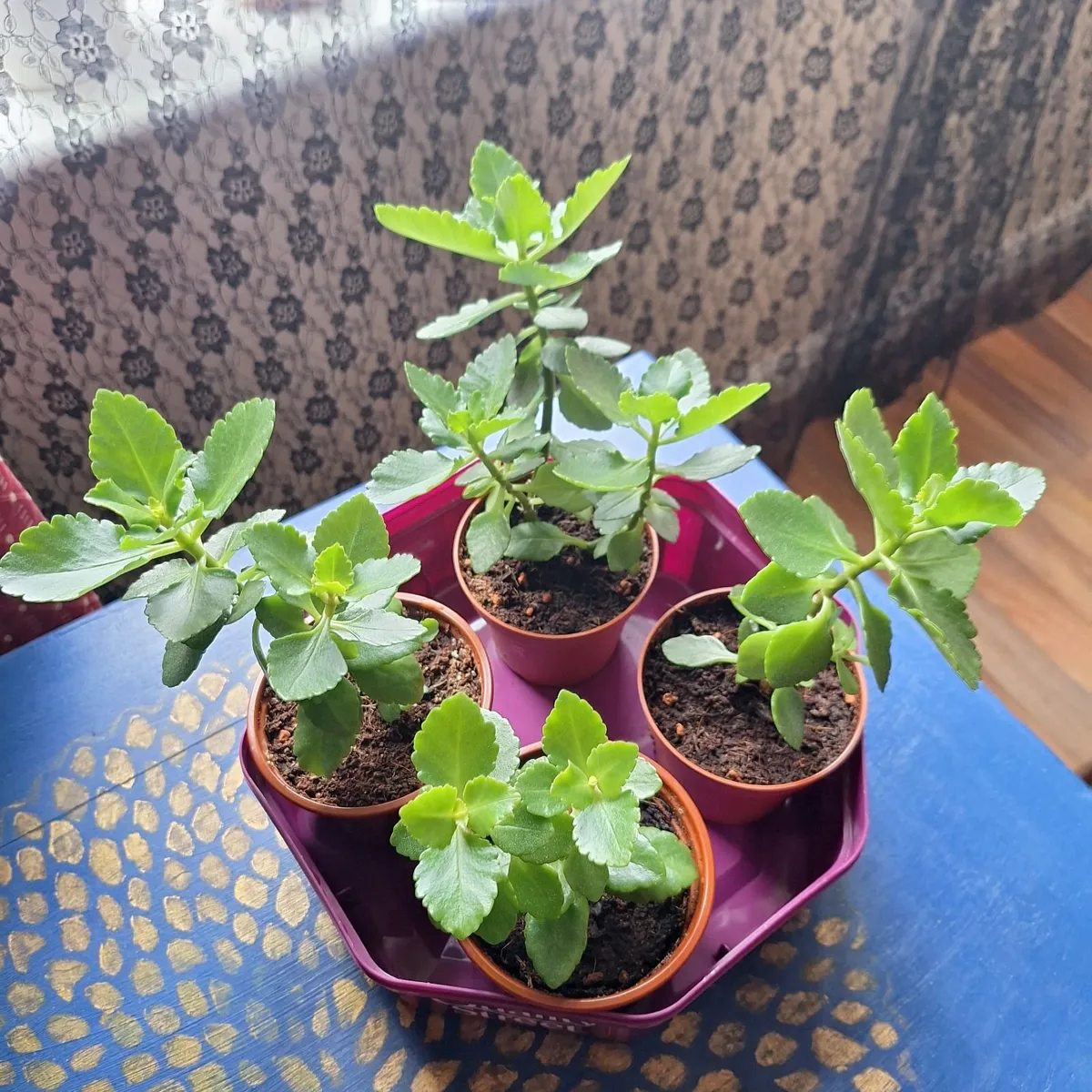 Small Houseplants – Sansevieria & Kalanchoe - Image 1
