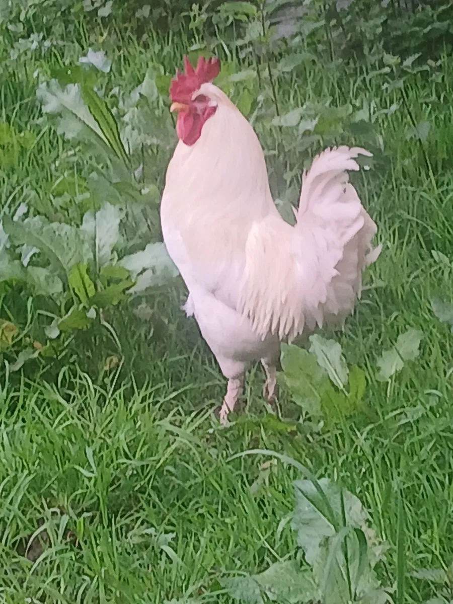 Roosters - Image 1