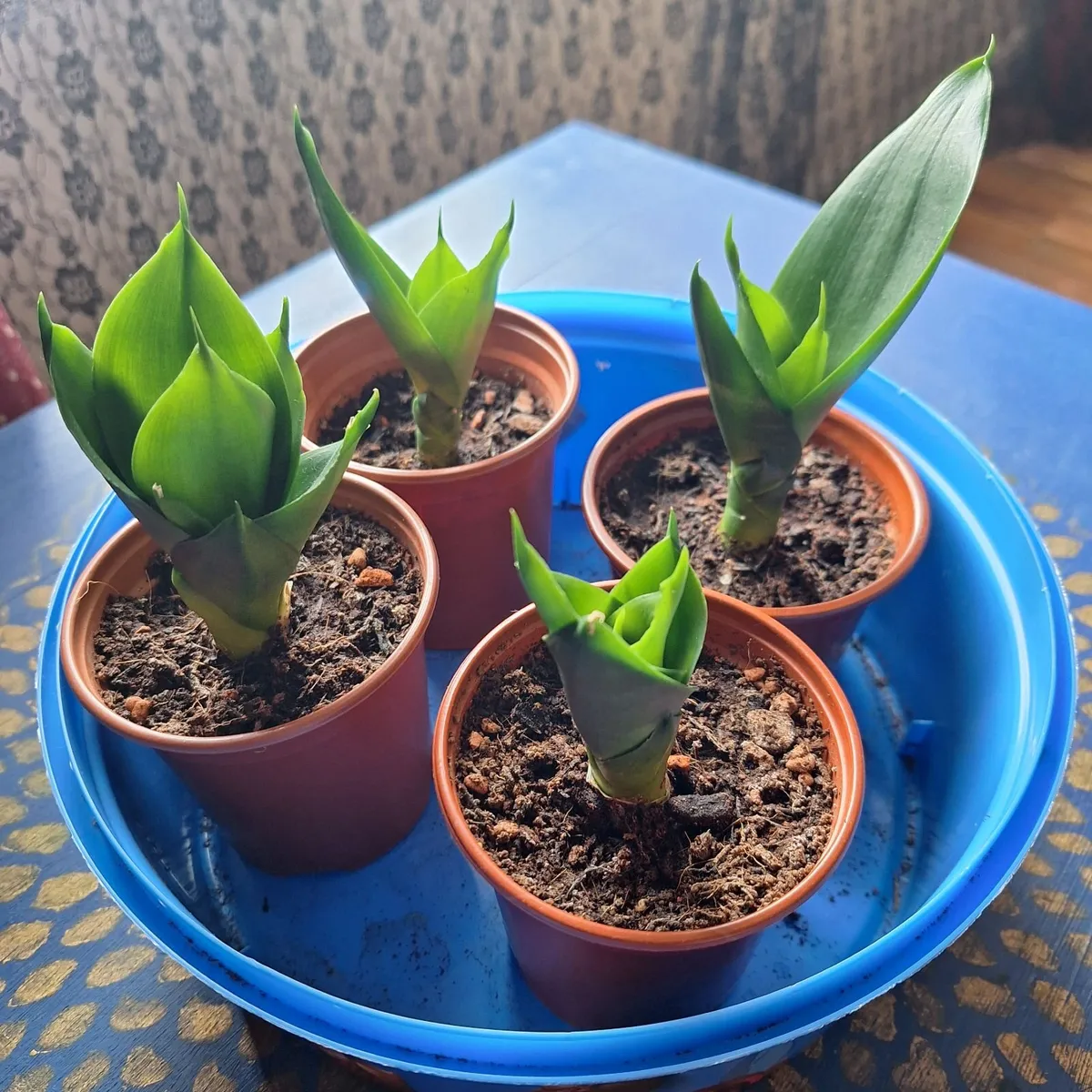 Small Houseplants – Sansevieria & Kalanchoe - Image 4
