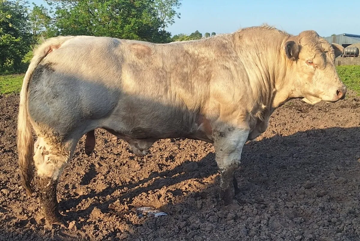 PEDIGREE REDISTERED CHAROLAIS BULLS - Image 1