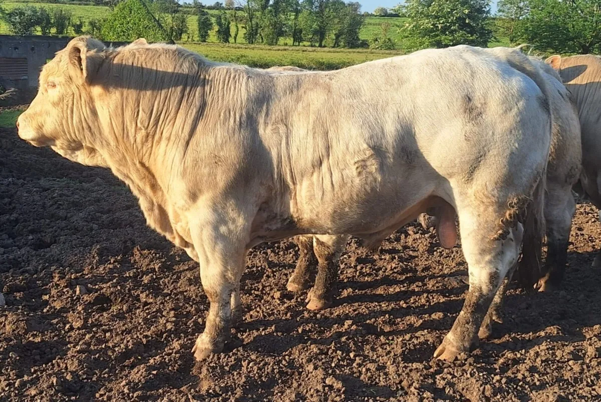 PEDIGREE REDISTERED CHAROLAIS BULLS - Image 3
