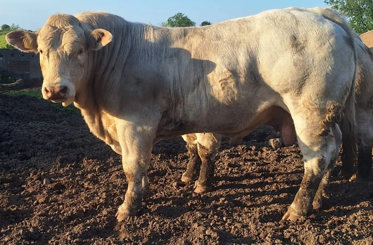 PEDIGREE REDISTERED CHAROLAIS BULLS - Image 4