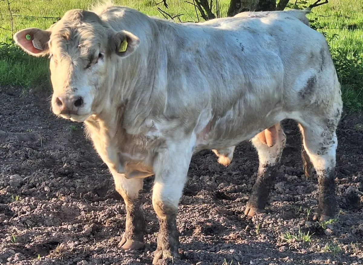 PEDIGREE REDISTERED CHAROLAIS BULLS - Image 2