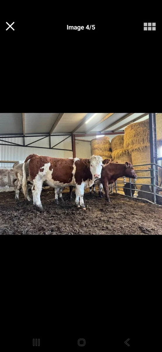 PED SIM HF+AA BULL CALF+EXTENSION FOR KVERNELAND S - Image 4