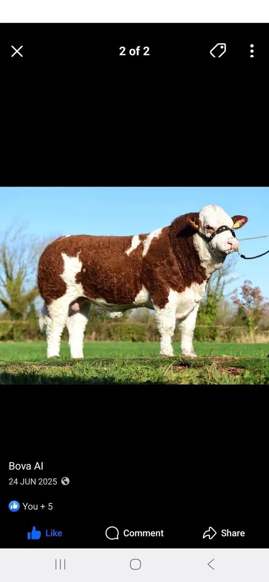 PED SIM HF+AA BULL CALF+EXTENSION FOR KVERNELAND S - Image 4