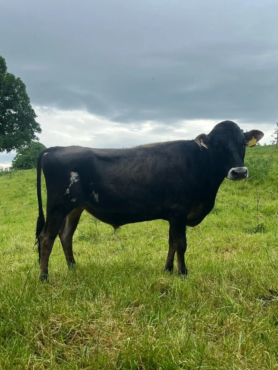 Jersey Bull - Image 1