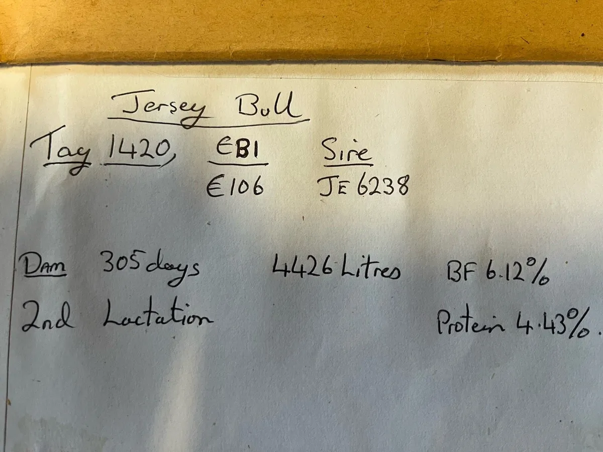 Jersey Bull - Image 2
