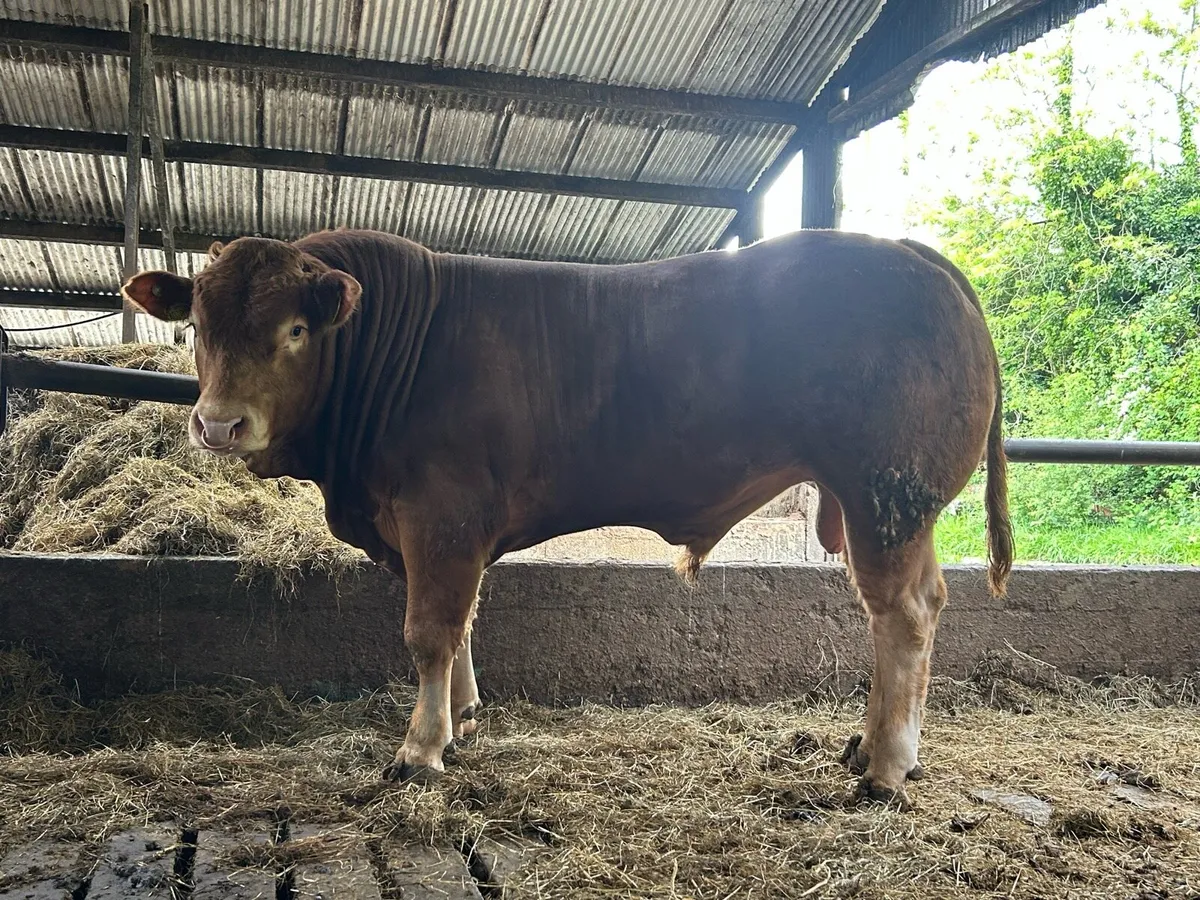Pedigree Limousin Bull - Image 2