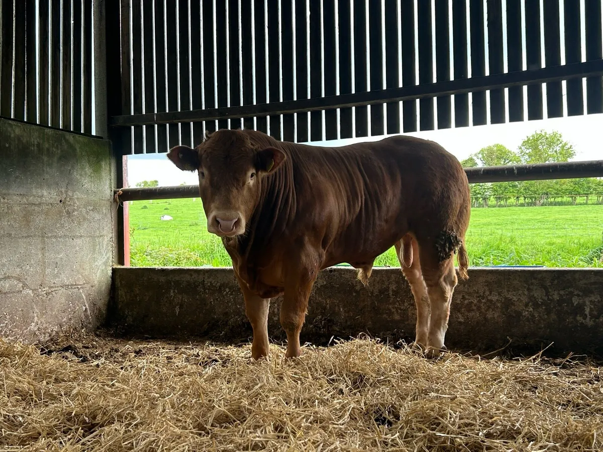 Pedigree Limousin Bull - Image 3