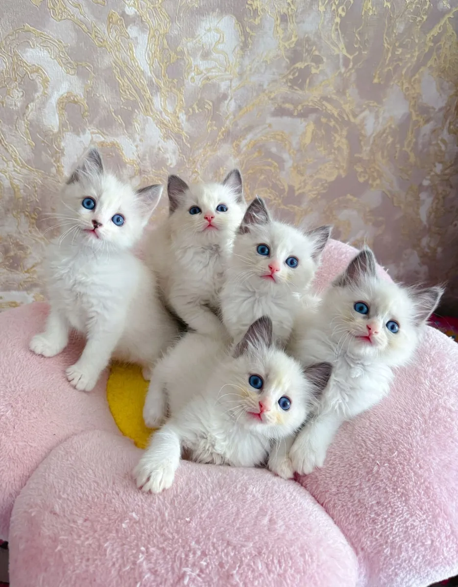 Purebred Ragdoll kittens for sale TICA Registered - Image 1