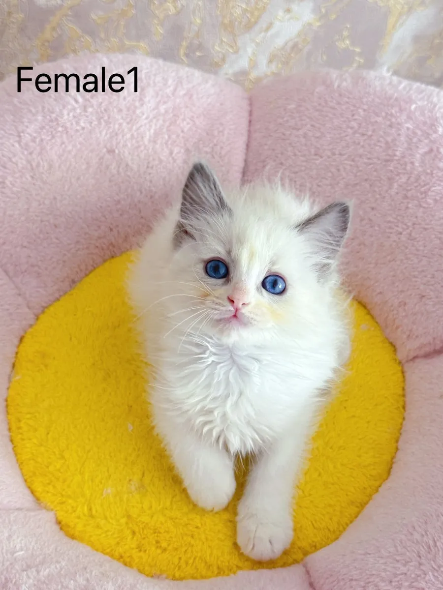 Purebred Ragdoll kittens for sale TICA Registered - Image 3