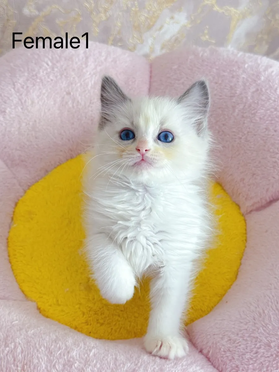 Purebred Ragdoll kittens for sale TICA Registered - Image 2