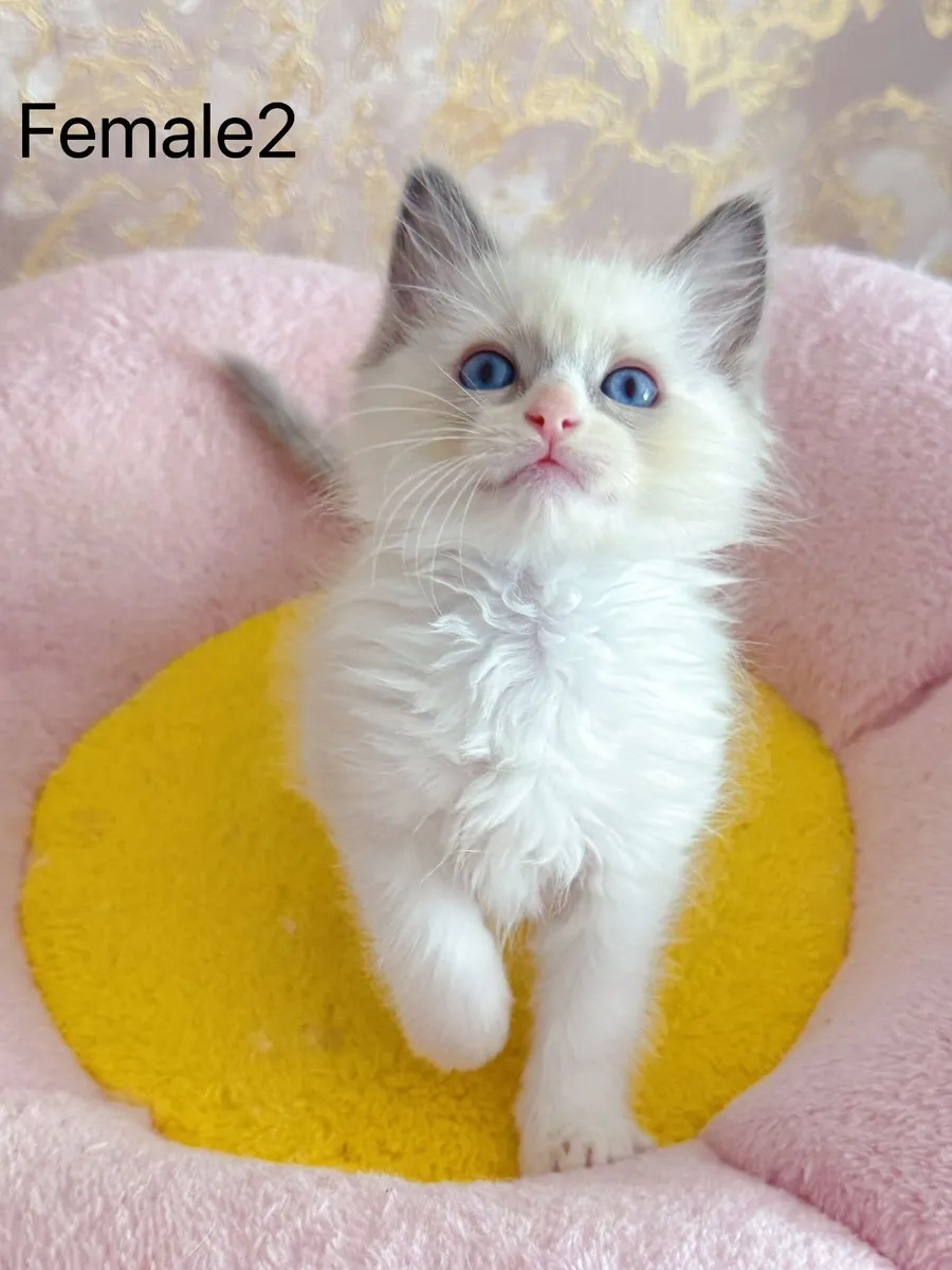 Purebred Ragdoll kittens for sale TICA Registered - Image 4