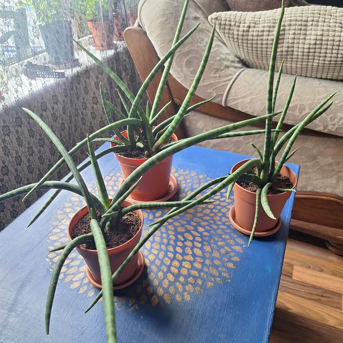 Set of 3 Sansevieria Cylindrica - Image 1