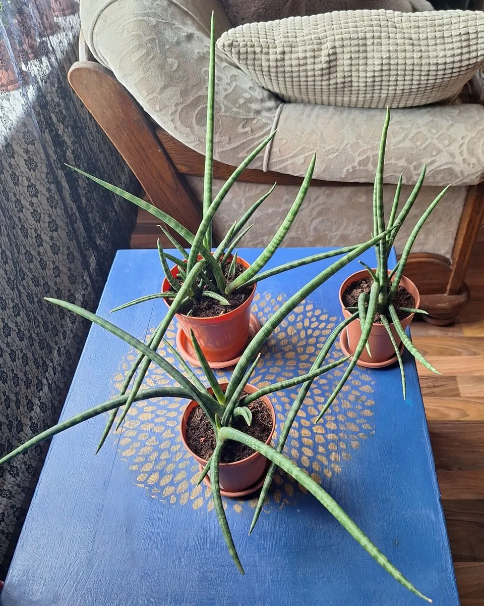 Set of 3 Sansevieria Cylindrica - Image 2