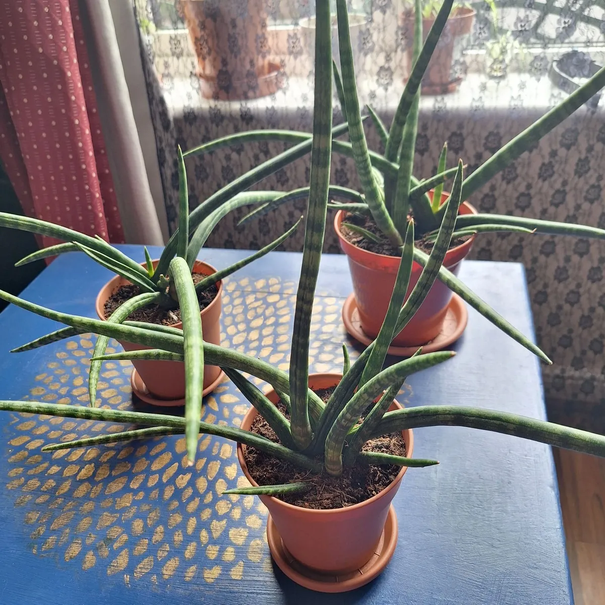 Set of 3 Sansevieria Cylindrica - Image 3