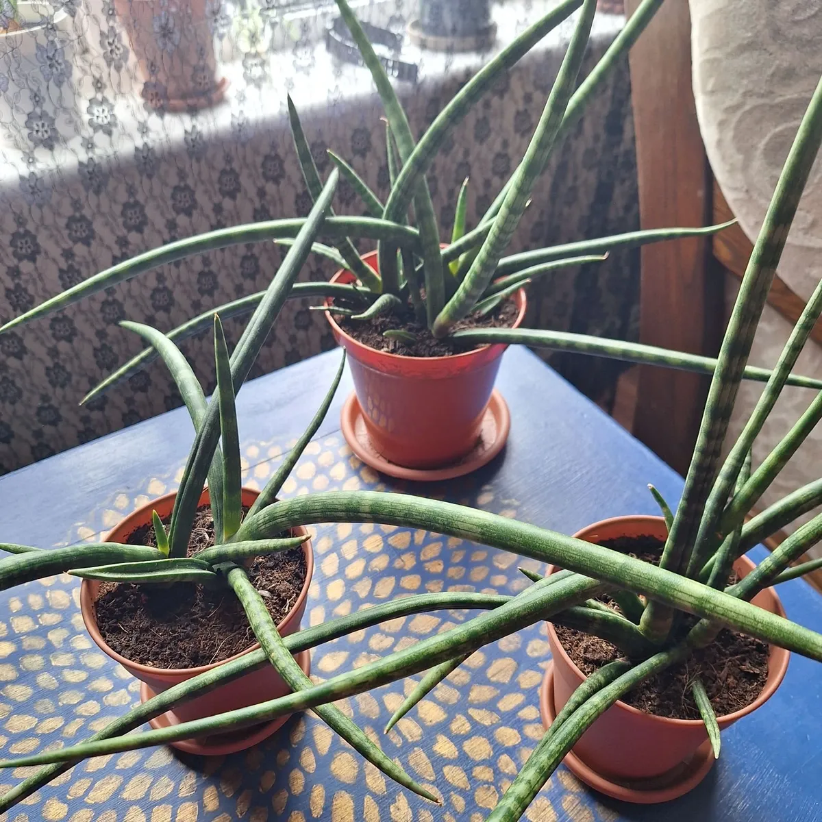 Set of 3 Sansevieria Cylindrica - Image 4