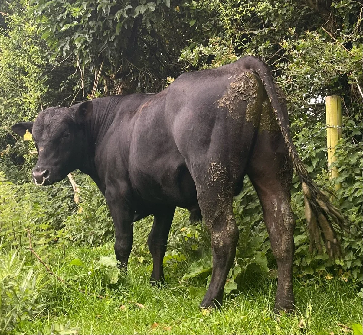 2 serious pbr and pb Angus bulls for sale🤩 - Image 1