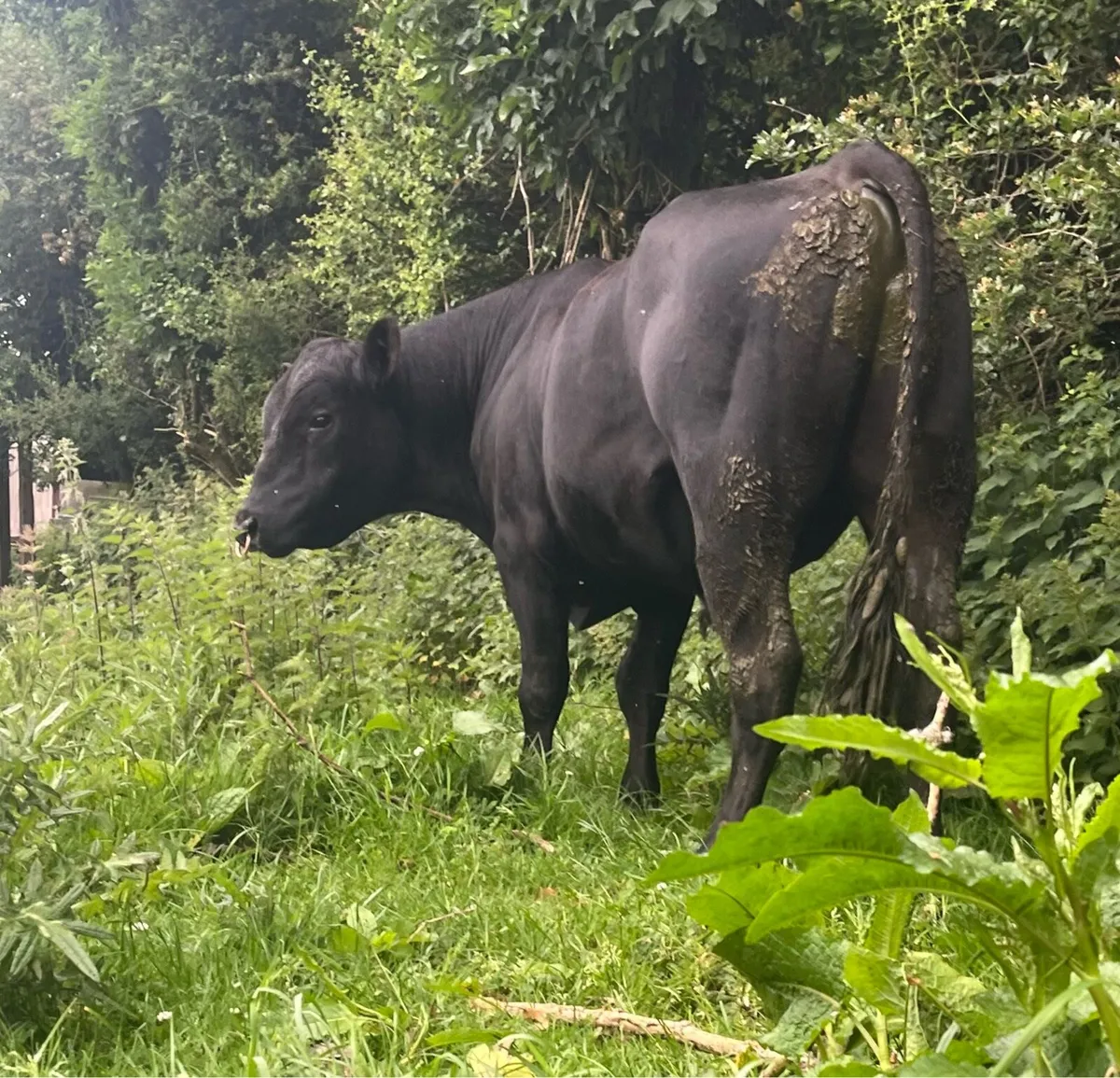 2 serious pbr and pb Angus bulls for sale🤩 - Image 2