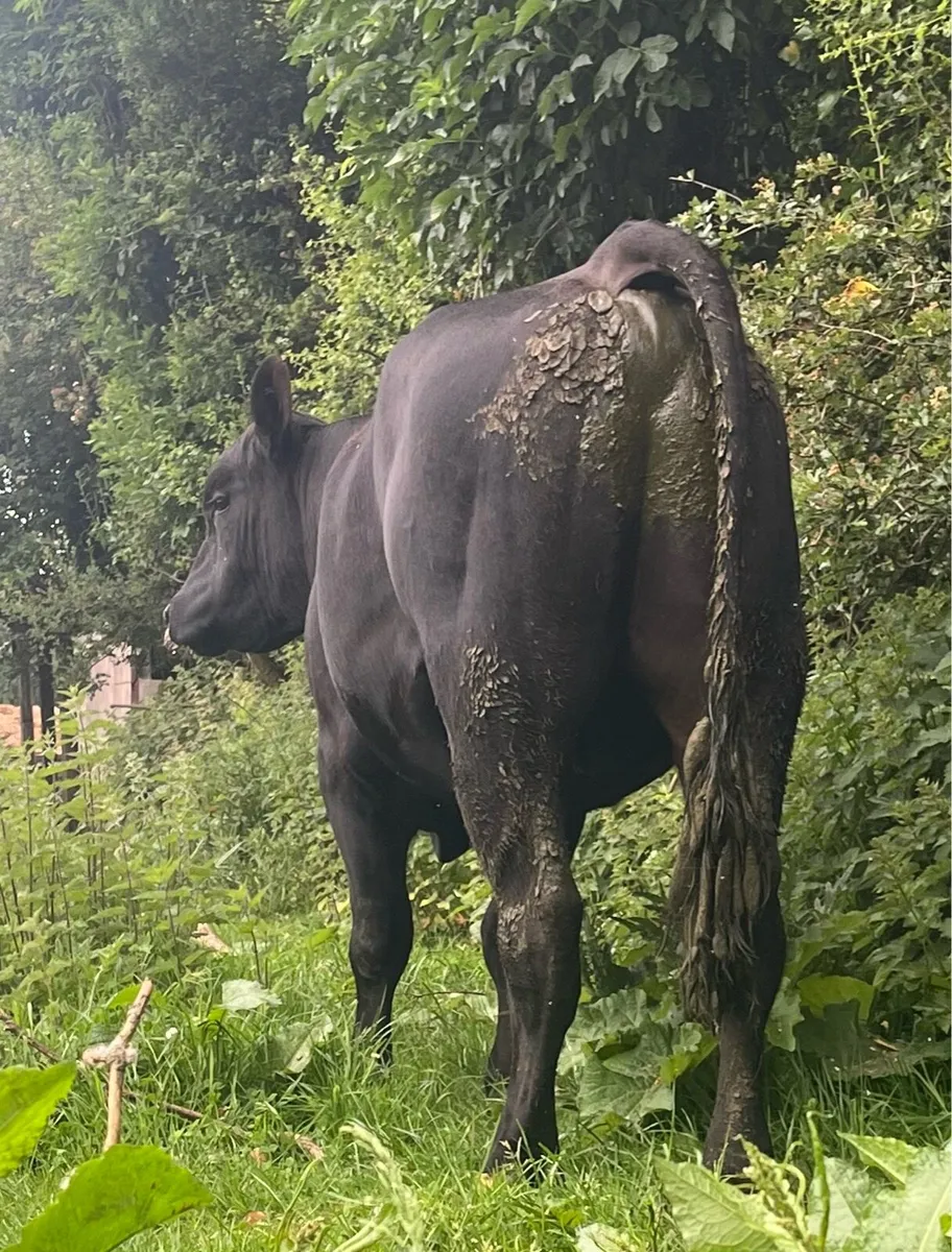2 serious pbr and pb Angus bulls for sale🤩 - Image 3