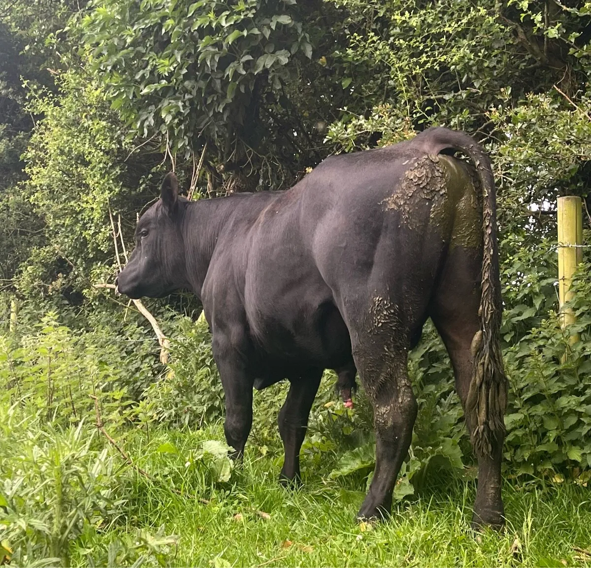 2 serious pbr and pb Angus bulls for sale🤩 - Image 4